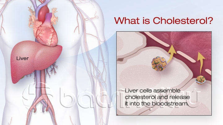 Chỉ số Cholesterol-Score-1