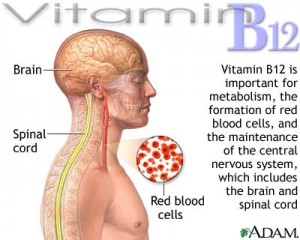 Vitamin B12 quan trọng với hệ thần kinh, tạo máu và nhiều vai trò khác